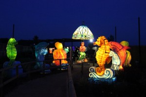 Sea creatures lit up